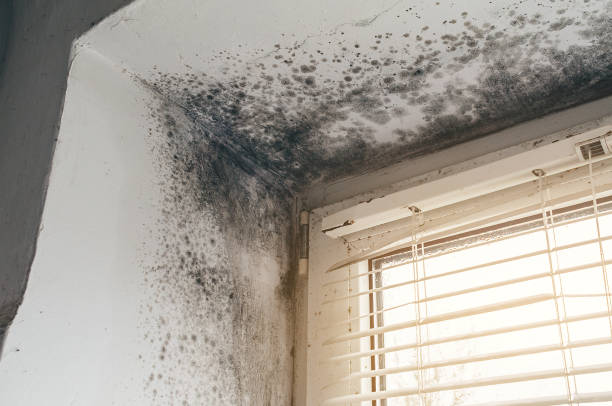Affordable Mold Removal solutions in Mount Freedom, NJ